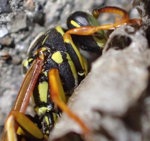 Polistes sp.